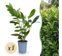 Prunus laurocerasus Caucasica - feuille verte - 8 plantes - 1 mètre linéaire - persistant - Plantes de la Haye - 25-35cm - Ø12cm - Plante de jardin