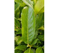 Prunus laurocerasus 'Caucasica Fontanettes' / Laurier palme