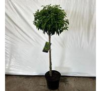 Prunus lus. 'Angustifolia' - Cerisier à feuilles de laurier portugais | 90 cm en pot