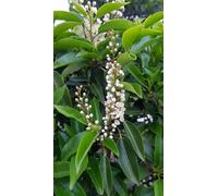 Prunus lusitanica / Laurier du Portugal