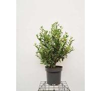 Prunus lusitanica 'Variegata' - Laurier du Portugal à fleurs blanches 60- 80 cm - conteneur
