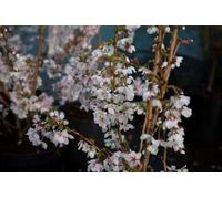 Prunus nipponica 'Brillant' - Cerisier d'ornement japonais 60- 80 cm - conteneur