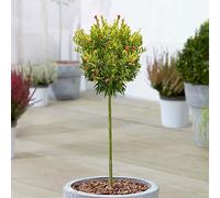 Prunus Punica Nana, arbre ornemental à feuillage persistant, idéal pour le jardin, le balcon ou la terrasse. Rustique, il mesure 70 à 80 cm de haut (pot inclus).