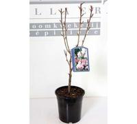 Prunus serr. 'Kanzan' - Cerisier d'ornement japonais 60- 80 cm - conteneur