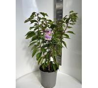 Prunus serrulata 'Kanzan' - Cerisier ornemental | 80-90 cm en pot