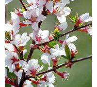Prunus Tomentosa- Cerisier de Nankin 25-30 cm en conteneur