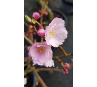 Prunus x 'Accolade' / Cerisier du Japon