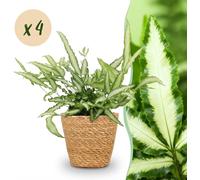 Pteris cretica Albolineata - Fougère rubanée - Plante pour animaux de compagnie - Vert - 4 Plantes - avec panier - 20cm - Ø12cm - Plante d'intérieur - Ensemble complet - Plante avec pot