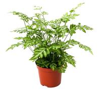 Pteris Evergemiensis Fougère Plante d’intérieur de pour la Maison ou le Bureau (de 25 à 35 cm en pot)
