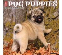 Pug Puppies 2027 Wall