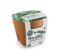 Radis et Capucine - Pot en terre cuite antique - Basilic grand vert bio