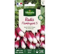 Radis Flamboyant 5