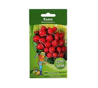 Radis rond écarlate 2