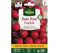 Radis Rond Ecarlate - Grand Modèle
