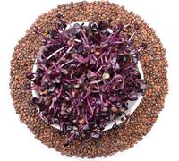 Radis rouge sango - graines germées 250g