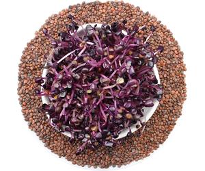 Radis rouge sango - graines germées 250g