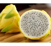 Rare Grand Dragon Jaune Fruit Pitaya Graines bio, Paquet professionnel, 30 graines / Paquet Sweet Selenicereus megalanthus e3267