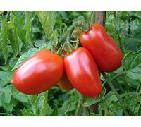 Rare Mini San Marzano Tomate! 20 graines!