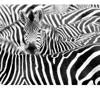 Rasch 363609 African Queen III Papier peint photo en intissé avec troupeau de zèbres en noir et blanc