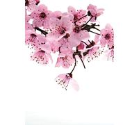 Rasch Magicwalls 890600 Papier peint photo non tissé avec fleurs de cerisier en rose, marron et blanc, collection Magicwalls, 2,65 x 2,12 m (L x l)