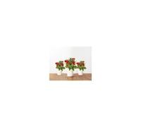 Recharge CLICK AND GROW - Mini tomates
