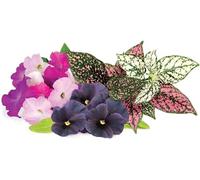 Click & Grow Recharge Mix de Fleurs Éclatantes - 9 Capsules (3x3) pour Jardin Intelligent G