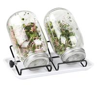 Récipient en verre pour la germination des jeunes pousses de brocoli