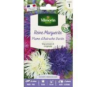 Reine-Marguerite Plume d’Autruche Variée