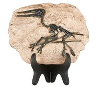 Resin Dinoskelett Fossil Dekoration schwarz für Zuhause und Büro