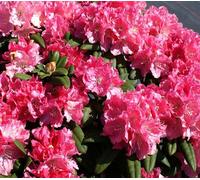 Rhododendron 'Anuschka' Azalée japonaise rose-blanche haute tige 80 - 100 cm