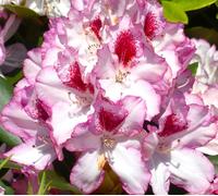 Rhododendron Hybride " Cassata " Rhododendron à grandes fleurs 60 - 70 cm de haut