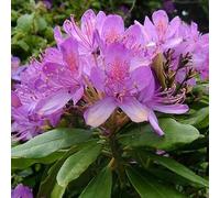 Rhododendron ponticum 40-50 cm pot | Espèce botanique, arbuste persistant vigoureux, idéal haie & sous-bois
