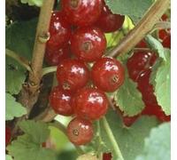 Ribes rubr. 'Jonkheer van Tets' - Groseille à maquereau 'Jonkheer van Tets' | 100-125 cm en pot