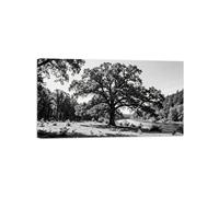 Rivière Arbre Noir Blanc Paysage Tableau Toile Salon 80x145cm Encadrée