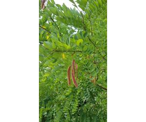 Robinia pseudoacacia/Robinier faux-acacia/Godet/Arbre d'ornement