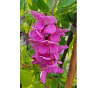 Robinia x margaretta CASQUE ROUGE 'Flemor' / Robinier faux-acacia/Conteneur de 3 à 4 litres/Arbre d'ornement