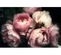 Romantich Rêveur Fleurs Roses Papier Peint Photo en Un Délicat Look Vintage Vli