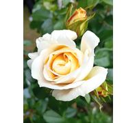 Rose de conte de fées Lions Blanc Crème Tige 90 cm