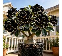 Rose du désert égyptien durable - Résistante - Facile d'entretien - Décoration de jardin idéale - 1 rhizom-J