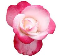 Rose Edelrose Nostalgie haute tige 90 cm Rose parfumée