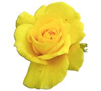 Rose Friesia à fleurs jaunes Tige haute 90 cm Rose parfumée