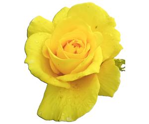 Rose Friesia à fleurs jaunes Tige haute 90 cm Rose parfumée