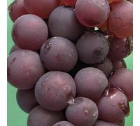 Rose Vigne Lidia 2L - Plante de Jardin, Arbres fruitiers - la Décoration Parfaite pour Votre Propriété - Pour les Débutants et les Jardiniers Professionnels