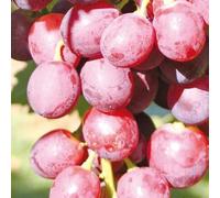 Rose vigne Swenson Red 2L - Plante de Jardin, Arbres fruitiers - la Décoration Parfaite pour Votre Propriété - Pour les Débutants et les Jardiniers Professionnels
