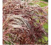 Roseau de Chine Malepartus - Miscanthus sinensis Malepartus 100 cm Godet 9cm