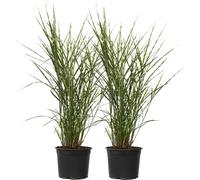 Roseau de Chine - Set de 2 - Miscanthus sinensis 'Zebrinus' - H20-30cm - ⌀23cm