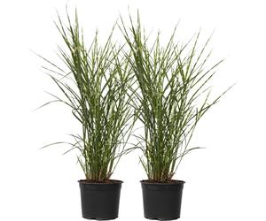 Roseau de Chine - Set de 2 - Miscanthus sinensis 'Zebrinus' - H20-30cm - ⌀23cm