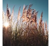 Roseau de Chine Yaku Jima - Miscanthus Sinensis Yaku Jima 50/60 cm Godet 9cm - Plante En Godet - Floraison Août à Octobre Exposition - Hauteur 50/60 Cm - Exposition Soleil Sol