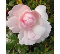 Rosier à massif rose rose rose Bonica rose rose rose haute tige 90 cm