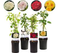 Rosier grimpant - Rosa Rainbow - Fleurs roses, blanches, jaunes et rouges - 4